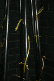 Dioscorea batatas RCP6-2012 026.JPG